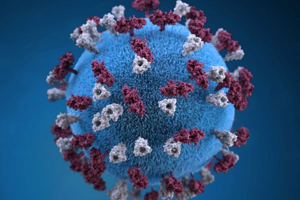 «وقاية» تتابع باهتمام مستجدات فيروس هانتا دوليًا