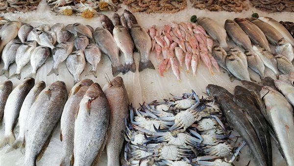 أسعار السمك اليوم، البلطي يحافظ على مكاسبه وانخفاض الكابوريا والجمبري