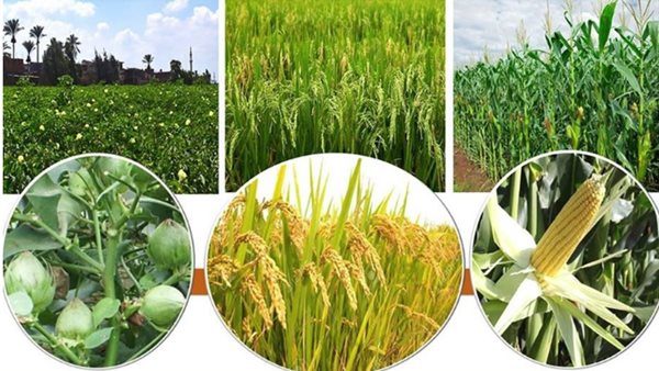 البحوث الزراعية يوضح أخطر 30 يومًا في الزراعة المصرية
