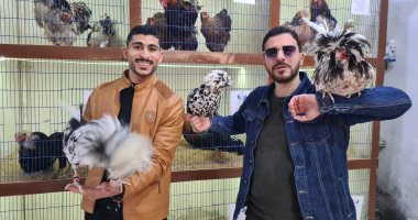 من فوق السطح للعالمية.. "إسلام" يحول شغفه بالدواجن النادرة لمشروع مربح