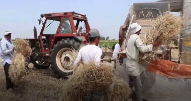 شوف جمال الغيطان وحصاد القمح بكفر الشيخ