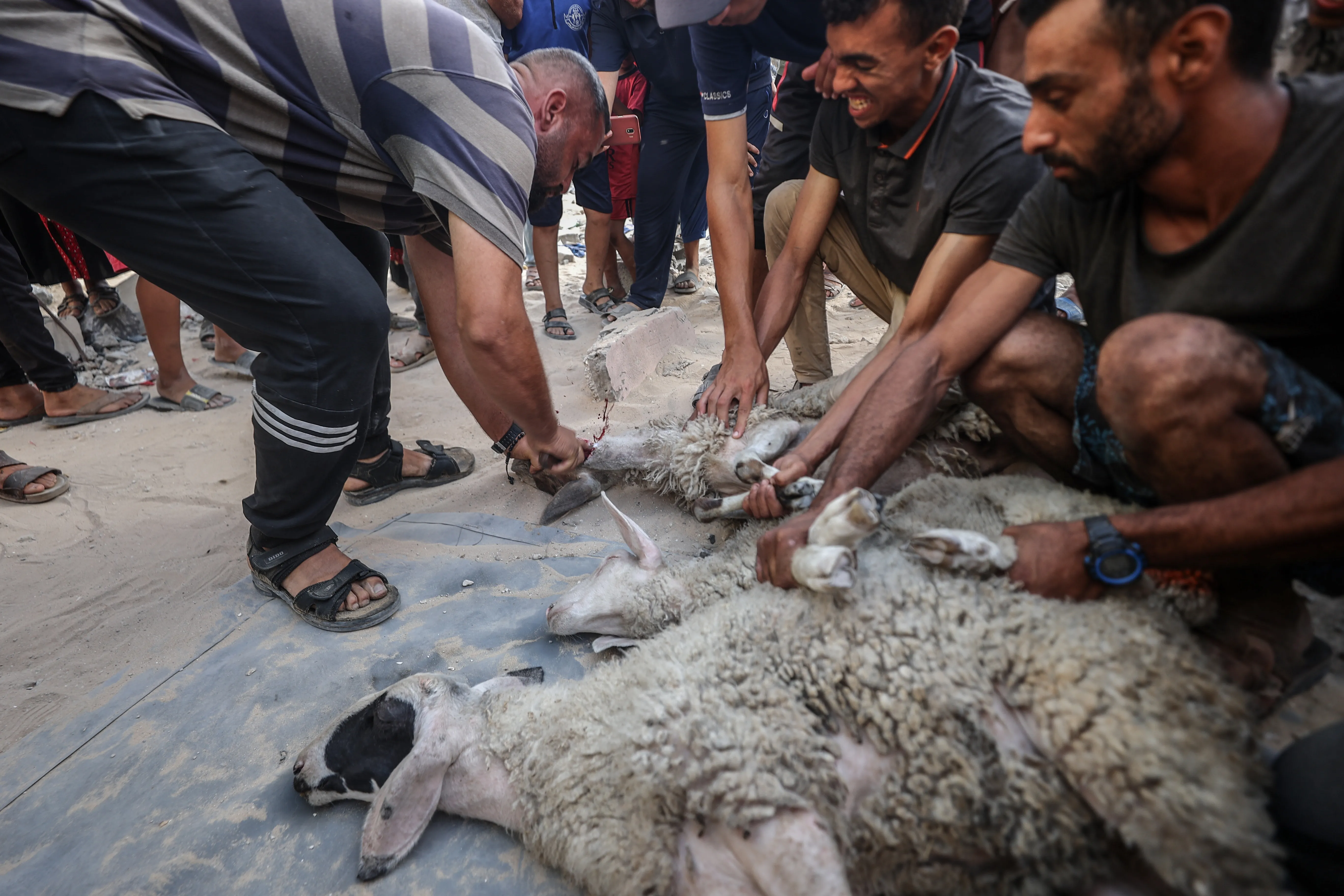 مخاطر ذبح الاضاحي في المنازل: كيف تتجنب الاصابات الخطيرة في عيد الاضحى؟