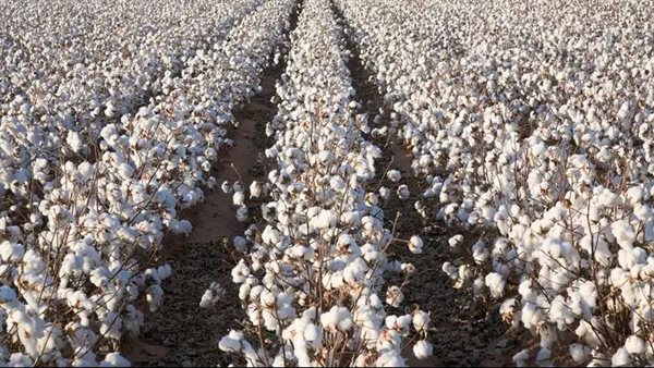 "الزراعة" تكثف أنشطتها الميدانية بـ 18 محافظة وتستعد لموسم القطن