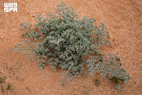 المحروت.. نبات بري يروي جانبًا من الموروث النباتي في الشمالية