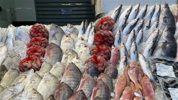 سعر السمك اليوم، انخفاض الكابوريا وارتفاع 5 أنواع منهم البلطي والمكرونة