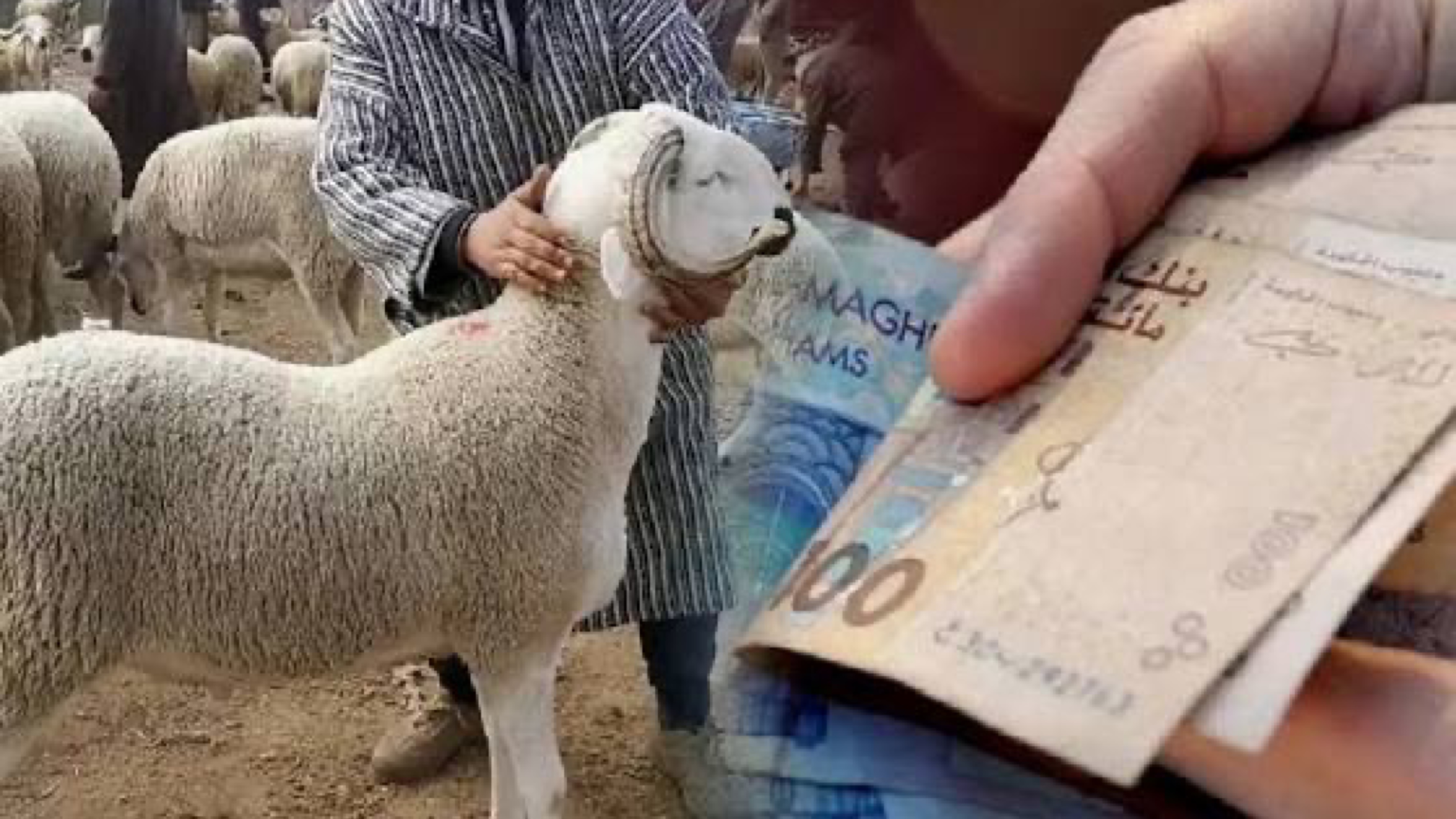 طالبت بضبط السوق ومواجهة المضاربات.. عصبة حقوقية تنتقد ارتفاع أسعار الأضاحي