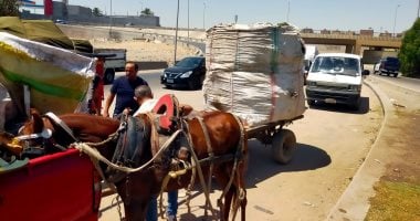 ضبط 28 عربة كارو وتروسيكل خلال حملة على الفريزة بشوارع حى الهرم