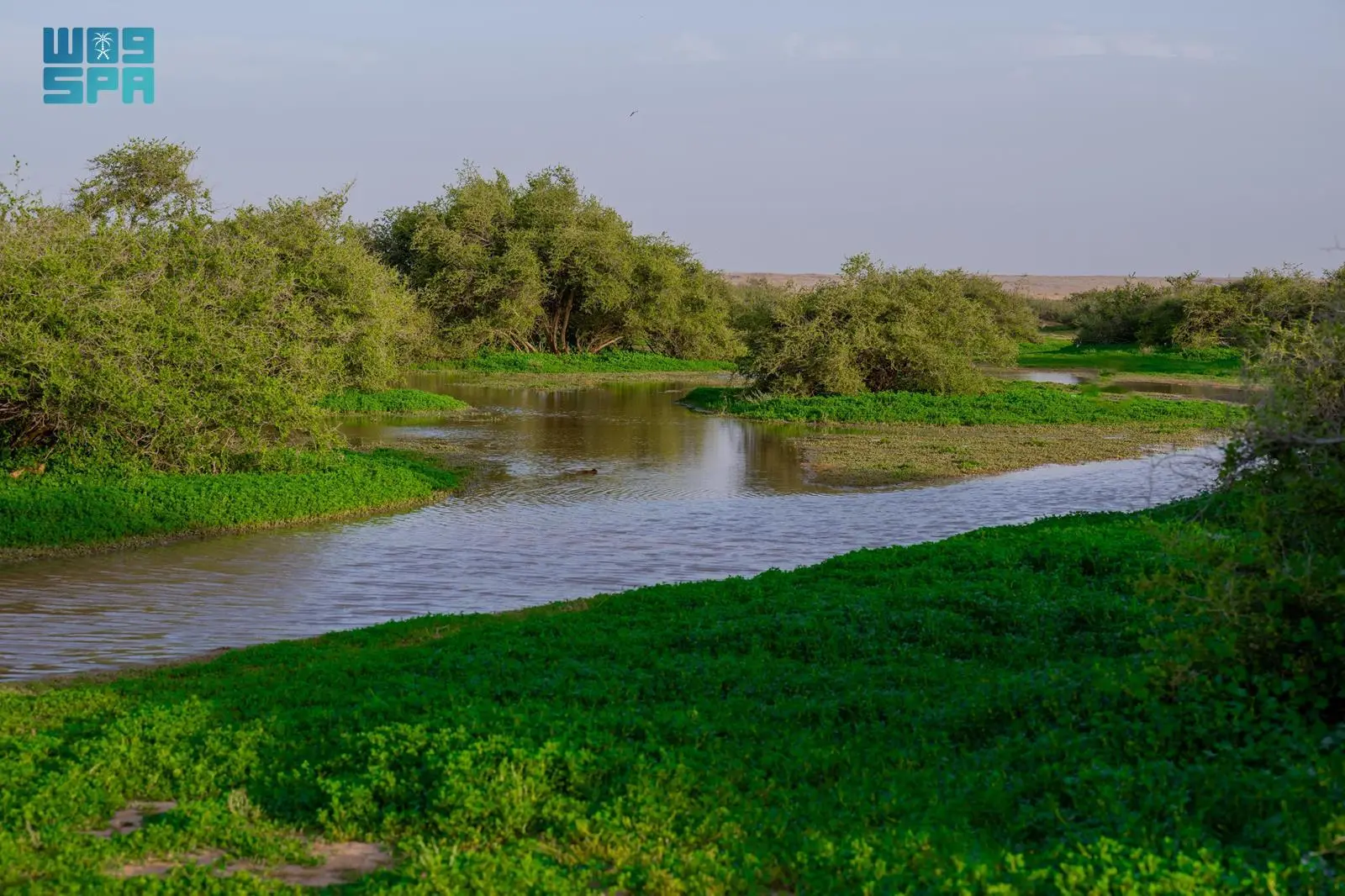 التنوع النباتي يرسم لوحة ربيعية زاهية في رفحاء