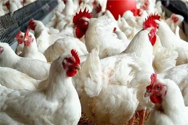 من 102 لـ78 جنيهًا.. أسباب انخفاض أسعار الدواجن في الأسواق