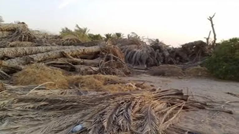 الوادي الجديد تبدأ تدوير مخلفات النخيل