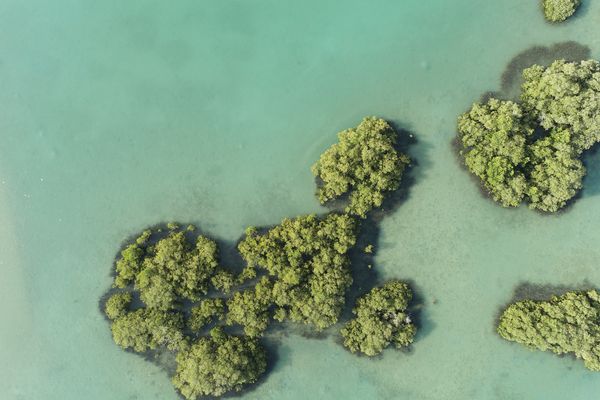 «البحر الأحمر الدولية» تطلق نموذجاً علمياً للمكاسب البيئية الصافية
