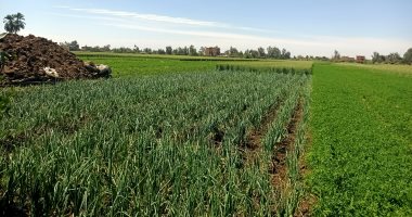 الثوم يتصدر زراعات المنوفية.. 500 فدان على مستوى المحافظة (صور)