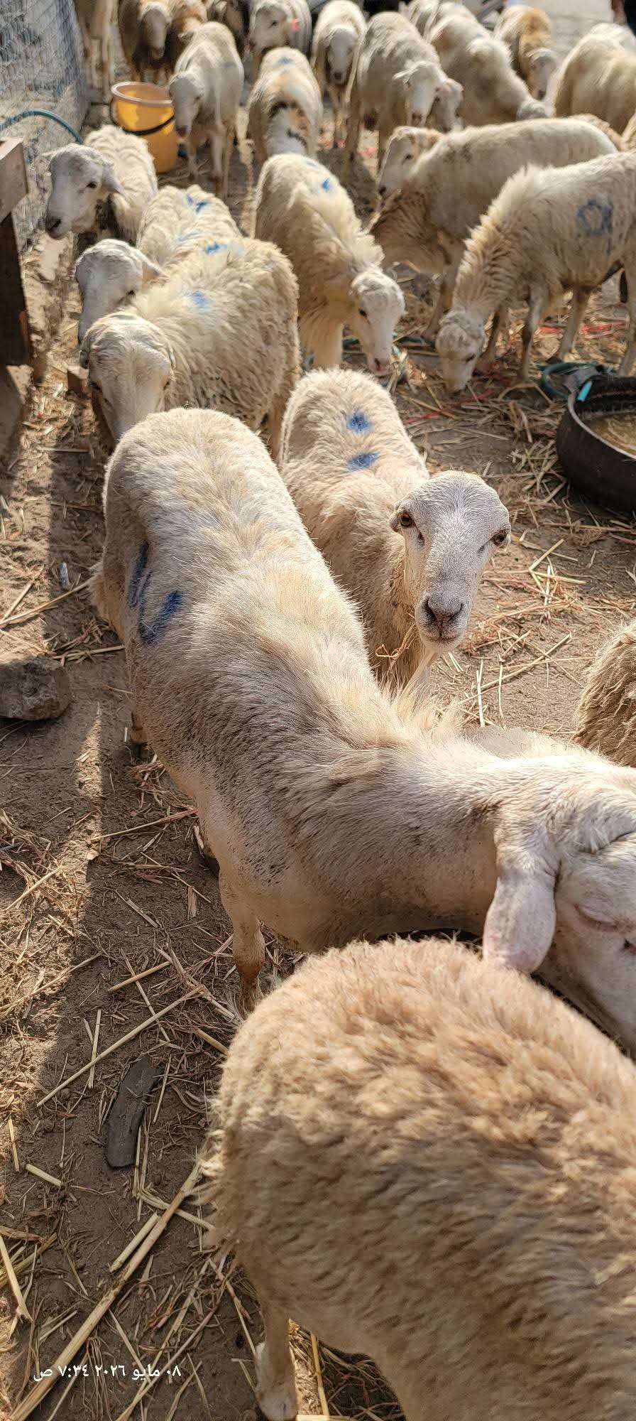 مع اقتراب عيد الأضحى .. ارتفاع مخيف في أسعار الأضاحي في عدن
