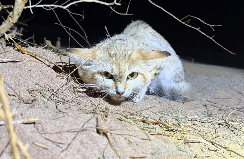 إنجاز عالمي لمحمية الأمير محمد بن سلمان الملكية في تتبع شبح الصحراء
