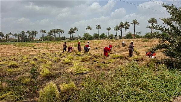 الذهب الأخضر يزين حقول القليوبية، "فيتو" توثق موسم حصاد"الكتان" قبل تصديره إلى الصين وأمريكا (فيديو)