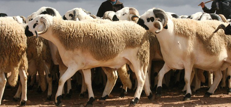 عيد الأضحى.. اجتماع لتتبع وضعية تموين الأسواق ورصد تطور العرض والطلب