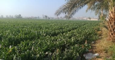 مركز المناخ يحذر: طقس شتوي عنيف يهدد المحاصيل وتوصيات عاجلة للمزارعين