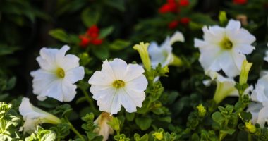 وزير الزراعة يفتتح معرض زهور الربيع الخميس المقبل.. ويقرر مده حتى نهاية مايو وإعفاء العارضين من أي رسوم إضافية مقابل الفترة الممتدة.. علاء فاروق يكلف برفع كفاءة الخدمات اللوجستية ودعم قطاع نباتات الزي