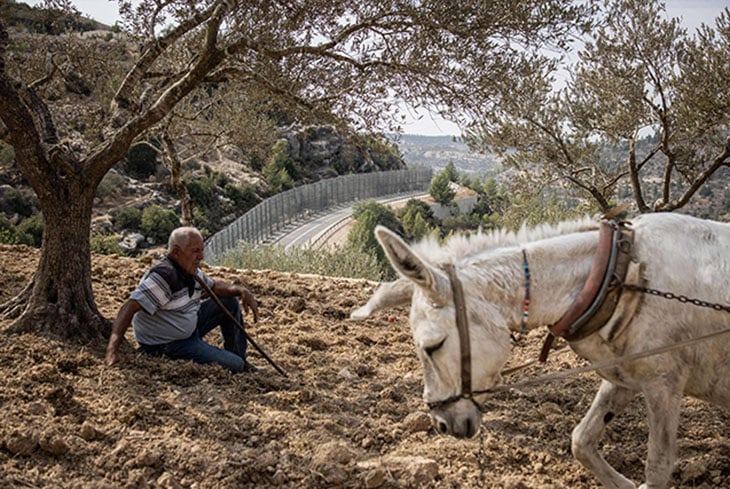 في ذكرى النكبة الـ78… زيتون فلسطين شاهد على اقتلاع لا يتوقف