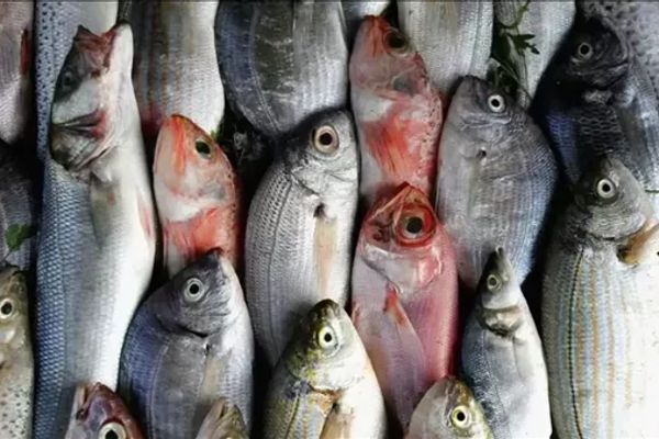 رئيس جهاز حماية البحيرات: مصر حققت اكتفاء ذاتيا من الأسماك بنسبة 92% (خاص)