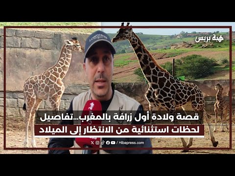 قصة ولادة أول زرافة بالمغرب…تفاصيل لحظات استثنائية من الانتظار إلى الميلاد