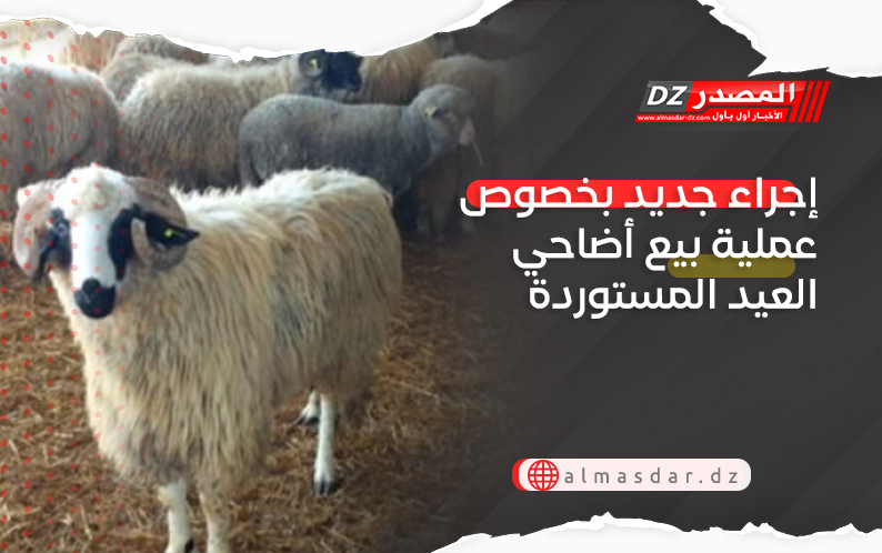 إجراء جديد بخصوص أضاحي العيد المستوردة