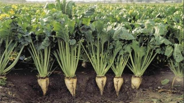 أشرف نصير: تدشين حصاد بنجر السكر بالشرقية ومستهدف الوصول إلى 700 ألف فدان