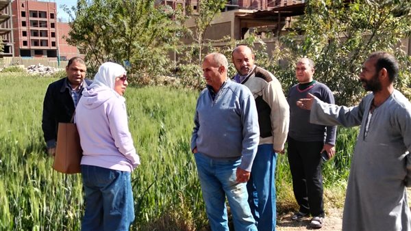 حقلان إرشاديان عن زراعة القطن والقمح على مصاطب بالفيوم