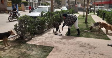 شكاوى أهالى منوف من الكلاب الضالة.. رئيس المدينة