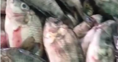 أسعار الأسماك والأنواع المتاحة بأسواق دمياط اليوم السبت 21 فبراير 2026
