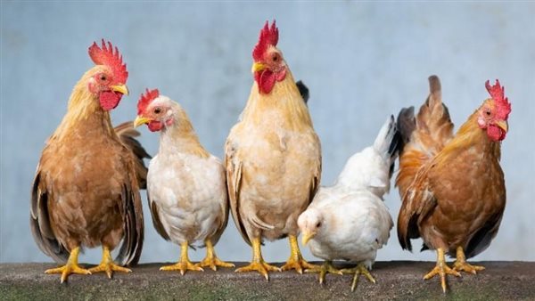 ارتفاع سعر الفراخ اليوم الخميس 30 أبريل 2026