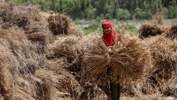 فرحة المزارعات بالذهب الأصفر، محافظ المنيا يشهد حصاد القمح بسمالوط (فيديو)