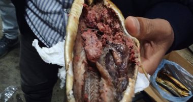 قبل شم النسيم.. ضبط 6.5 طن رنجة وسردين غير صالحة للاستهلاك بكفر الشيخ