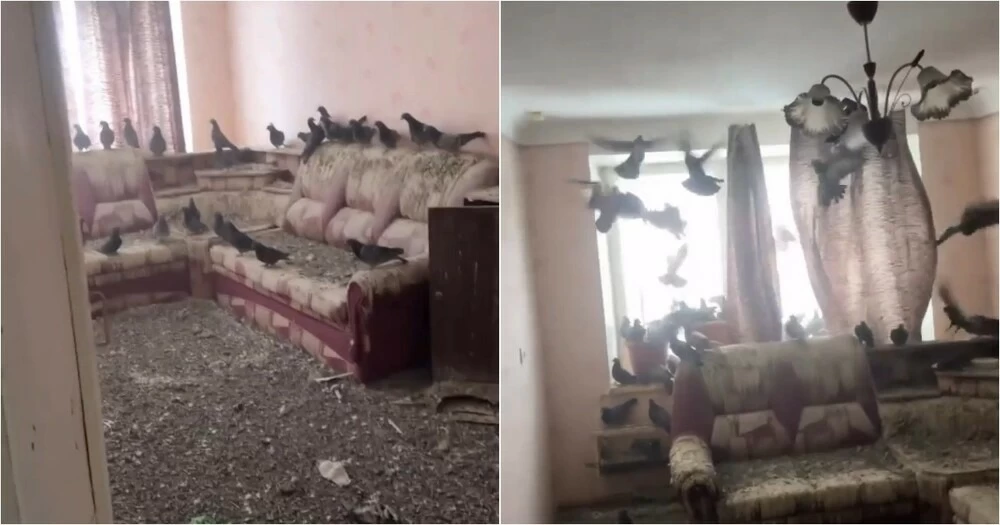 3 سنوات من الغياب تُحوّل شقة روسي إلى مملكة للحمام