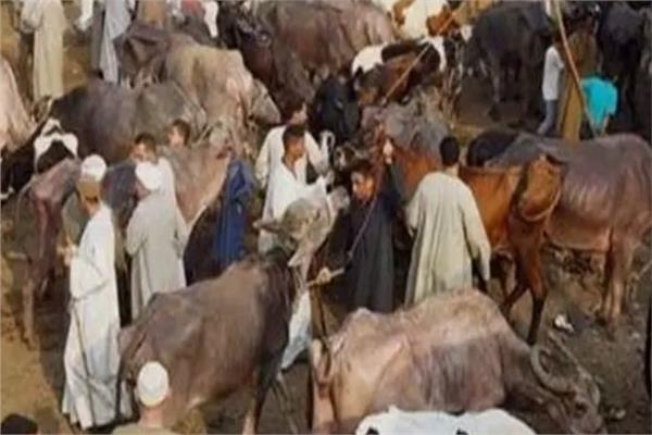 أثناء شراء جاموسة.. مقتل تاجر مواشي بطلق ناري في قنا