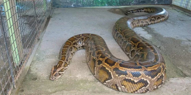 كابوس حقيقي.. امرأة تستيقظ على ثعبان بايثون عملاق يلتف حول جسدها