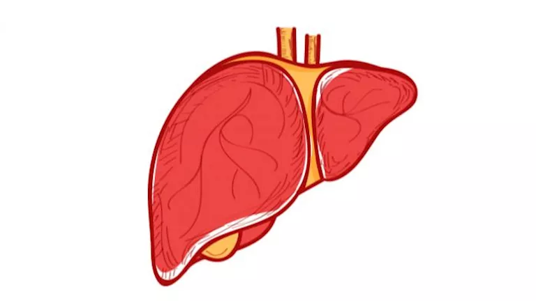 ضعف الكبد.. العلامات المبكرة التي لا يجب تجاهلها أبدا