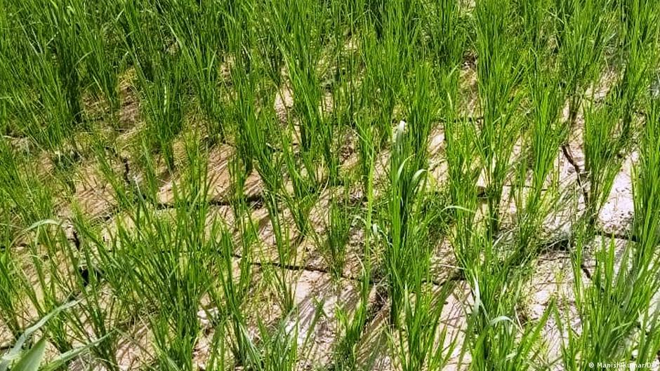 دراسة: البذور تبدأ الإنبات مع صوت المطر