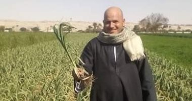 الأصفر تحول إلى أخضر.. قصة 12 عامًا غيرت وجه الزراعة فى مصر