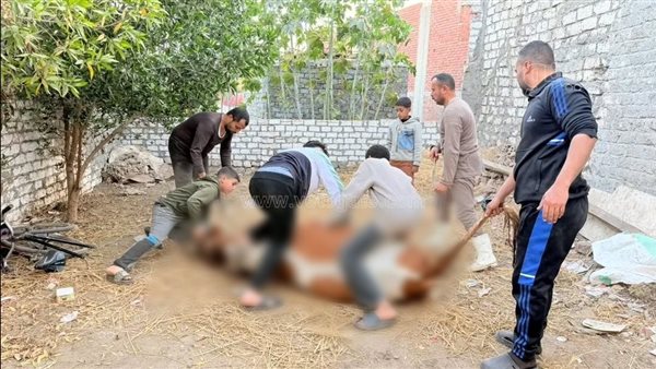 بيشاركهم فرحته، محمد كامل نجم يذبح عجلا ويوزعه على أهالي قريته بعد فوزه بـ"دولة التلاوة" (صور)