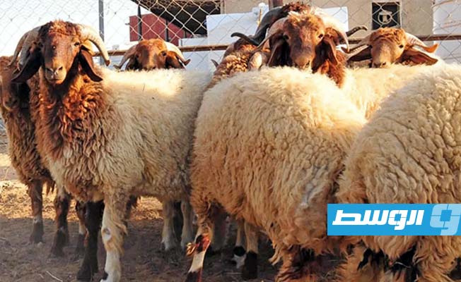 وصول شحنة مواشٍ مدعومة من «القيادة العامة» إلى سرت.