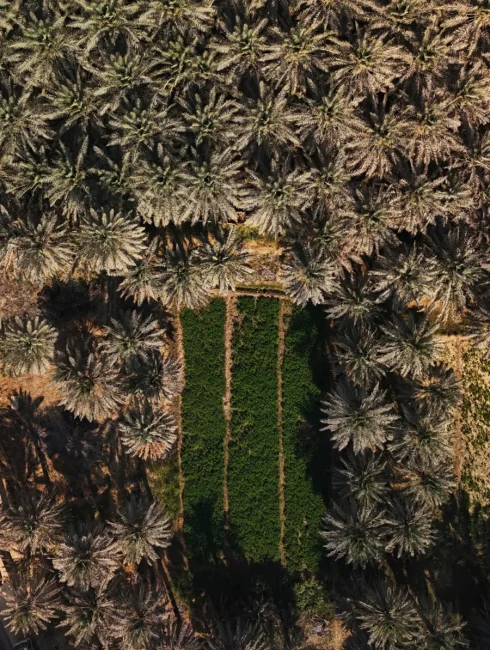 الأحساء واحة تروى بالناس قبل الأماكن