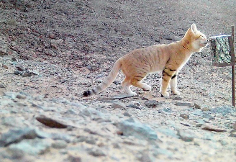 محمية محمد بن سلمان تنجح بتتبع قط الرمال وتنجز دراسة جينية غير مسبوقة