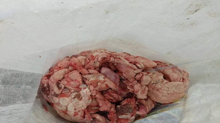 ضبط معمل لحوم فاسدة لعمل الحواوشي في بورسعيد