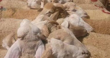 ​3نصائح لتجهيز الأضحية للذبح قبل أخذها للمجزر