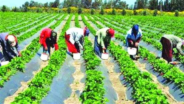 للمزارعين، تحذير مهم من تغير المناخ