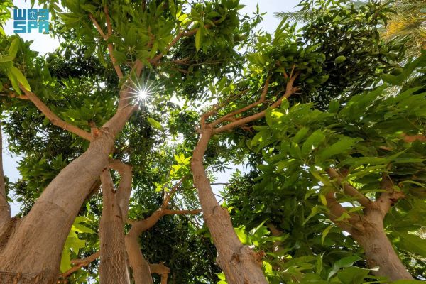 تربة.. واحة التاريخ الممتدة بين الأودية والحرات