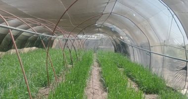 الحبس والغرامة عقوبة التعدى على الأراضى الزراعية