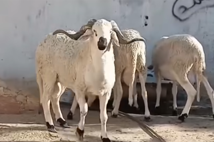كباش بـ150 مليون.. ليست للأضحية ولا للبيع