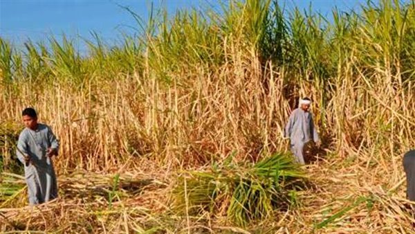 خفضوا مساحة زراعته وحصة سماده، خبير زراعي: احذروا صعيدا خاليا من قصب السكر